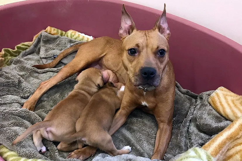 staffordshireteefje met pups1