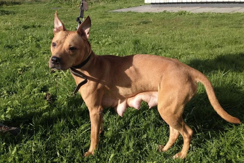 staffordshireteefje mist pups