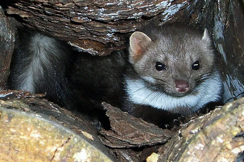 steenmarter mike aus dem bayerwald by sa 30