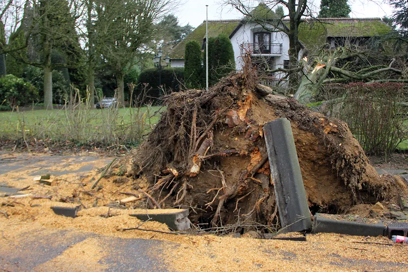 storm omgewaaide boom in geleen zuid de kluis
