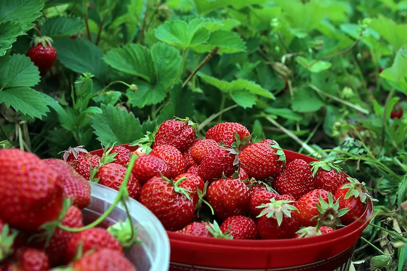 strawberries 1467902 1280 aardbeien cc0 via pixabay