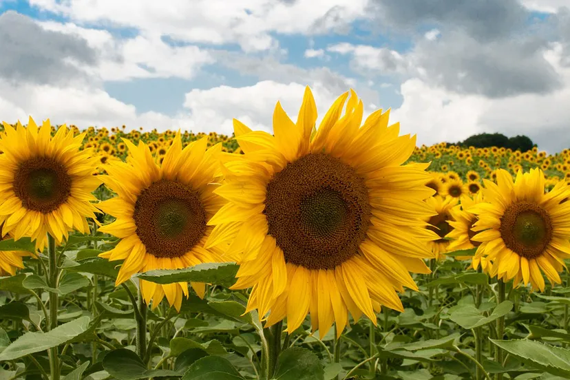 sunflower 475887 1280 zonnebloem