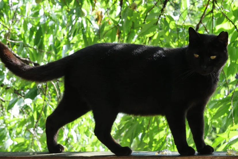 swvot0lhnneo442580oi3g0uf hq zwarte