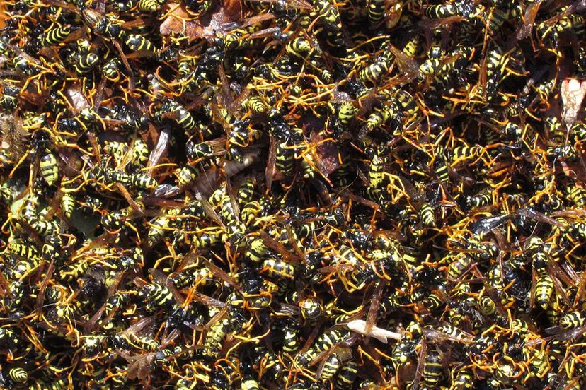 swvwk1u686yforhan966j0i6j anp 10243245583