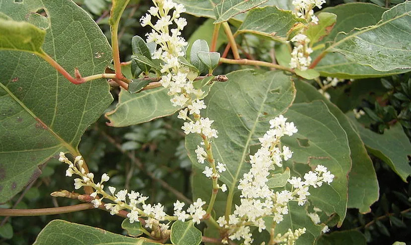 t2tt363bi42dsbr3p0jubeehl japanse duizendknoop