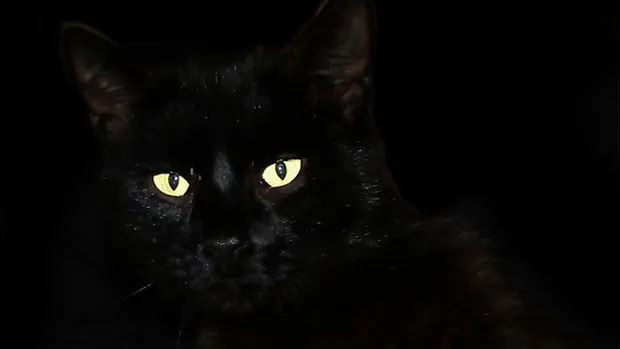 tabiyzucfqn5f1u7zokp5wzu1 zwarte kat