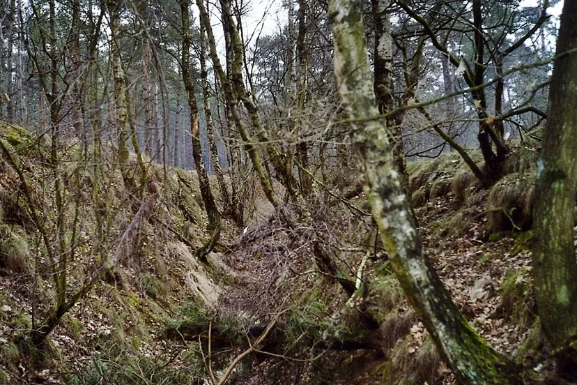 tankgracht in de meinweg foto hiker en foret cc by sa 30 via wikimedia