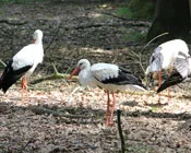 td7n5zdddruhlg5g8qf2ks309 170097