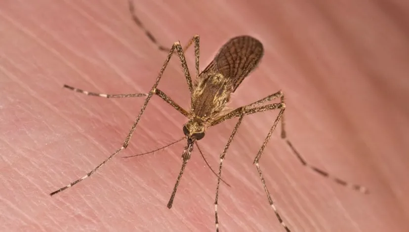 tds7vbzgrahu35pbv8tefosed muggenbeet mug steekt foto door johan j