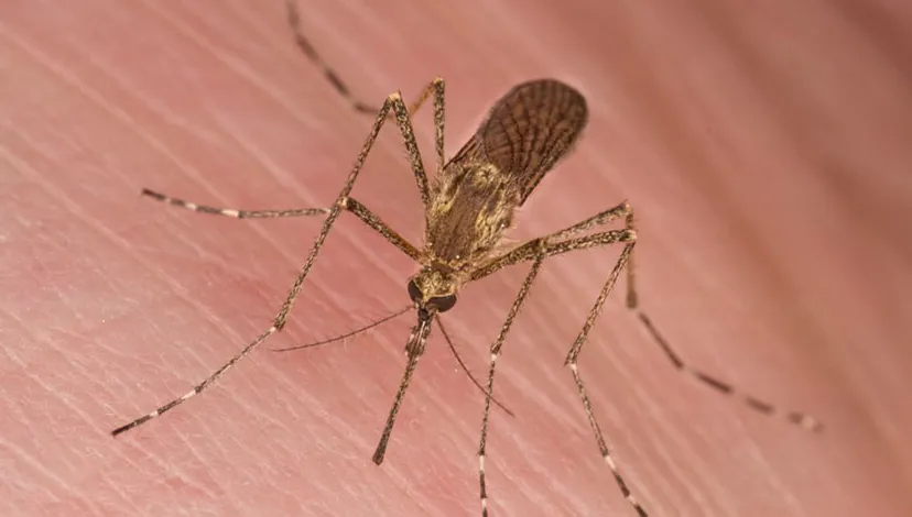 tds7vbzgrahu35pbv8tefosed muggenbeet mug steekt foto door johan j