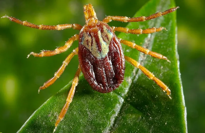teek tekenseizoen begonnen