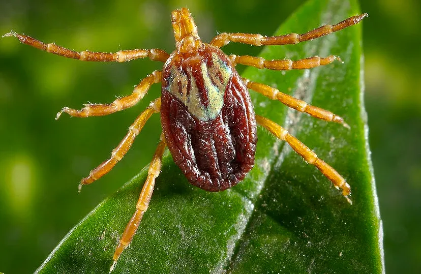 teek tekenseizoen begonnen