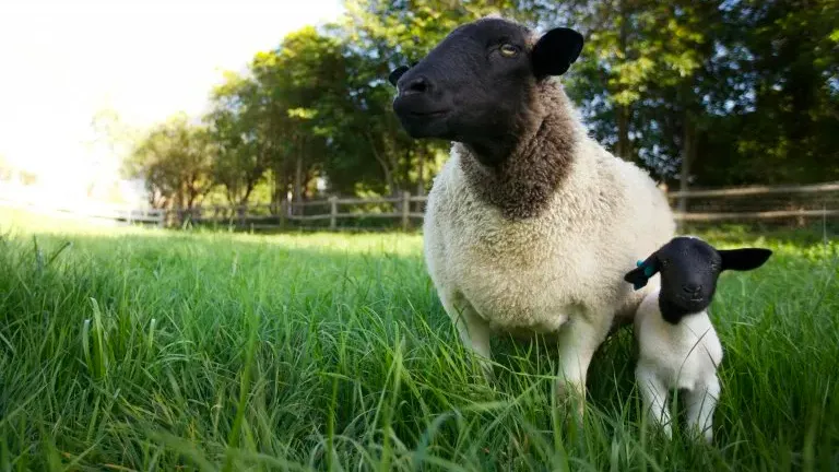 the biggest little farm buitencinema