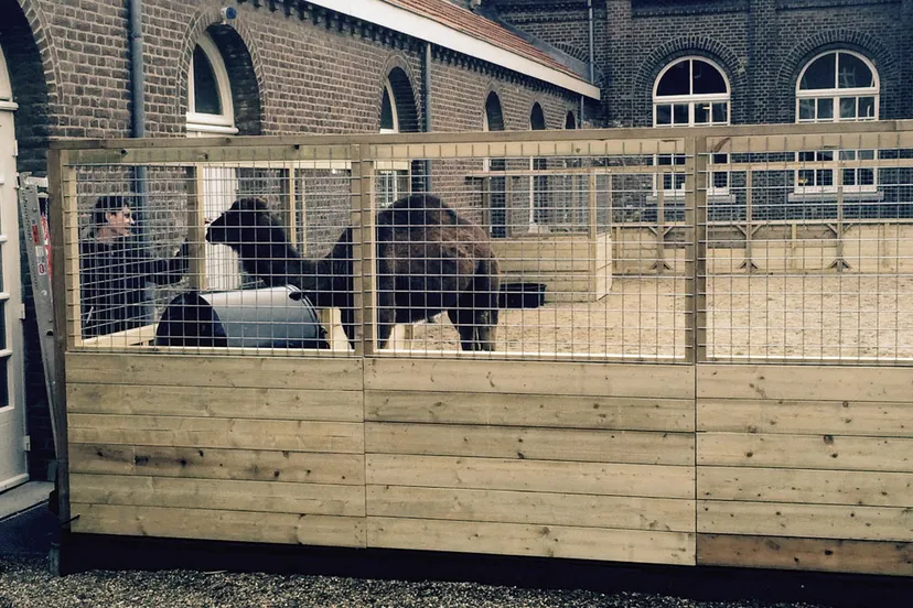 this is not a chicken