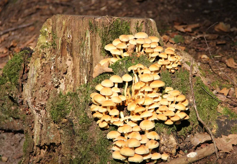 tly82ku5minhix7fh21mcmbo7 90455