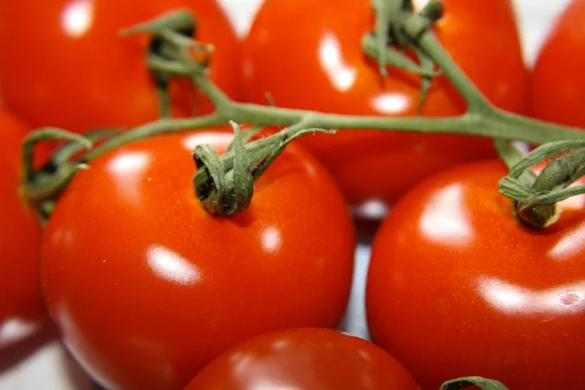 tomaten sp
