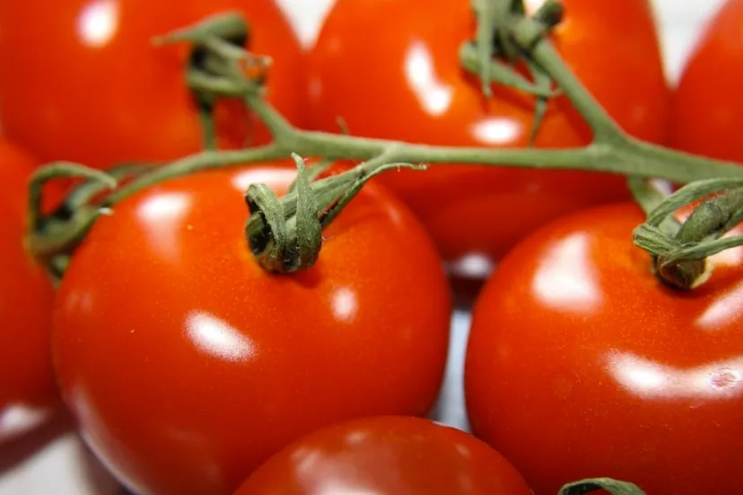 tomaten sp