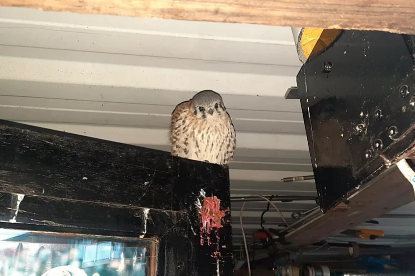 torenvalk gehouden onder slechte omstandigheden