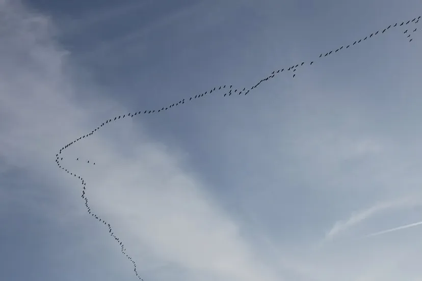 trekvogels kraanvogels