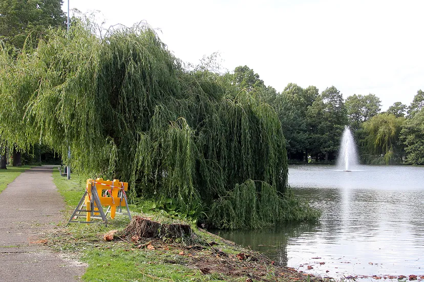 treurwilg omgewaaid roeivijver