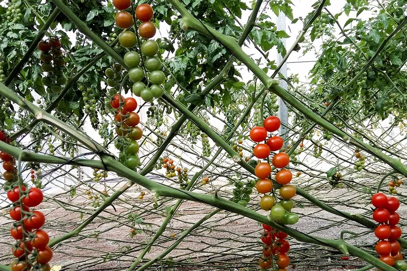 trostomaten kas pxhere