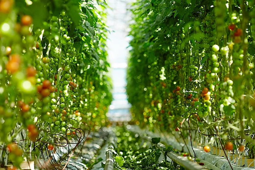 tuinderskas tomatenkas