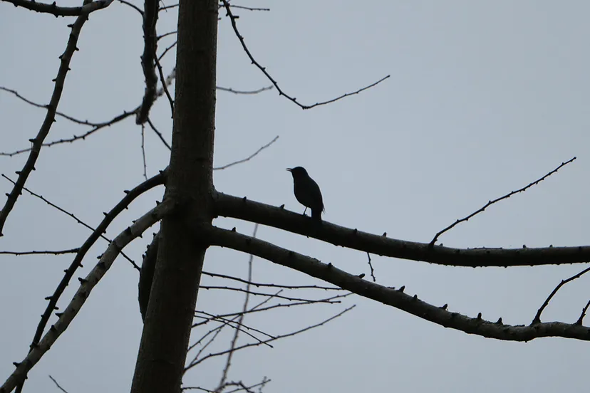 tuinvogeltelling 2021