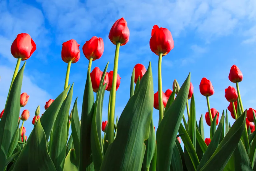 tulpen cc0 petr kratochvil via publicdomainpicturesnet