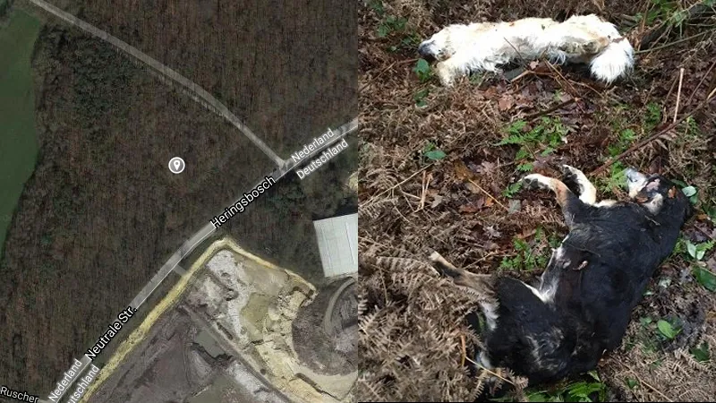 twee dode honden gevonden in schinveldse bos