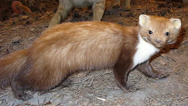 u78jhyse4vxy4tavtg4rw85o8 steenmarter 16 9