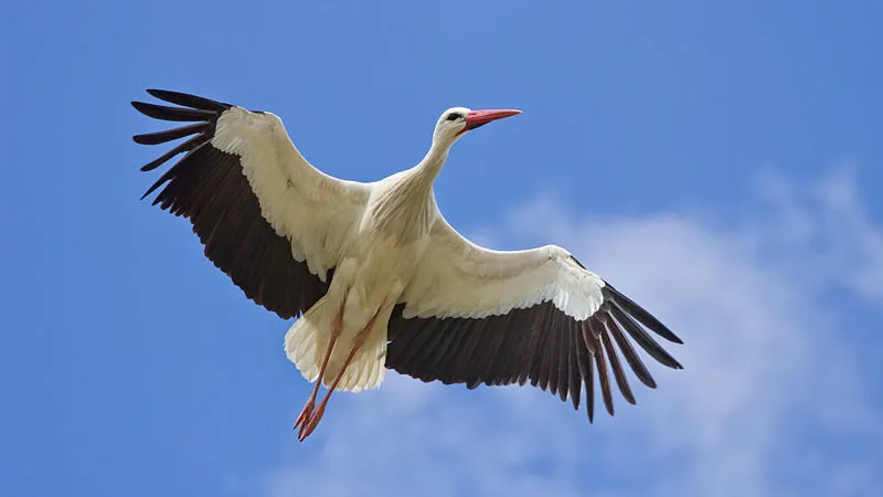 u8q1xnjgo61msjzfm46589oez ooievaar carlos delgado cc by sa