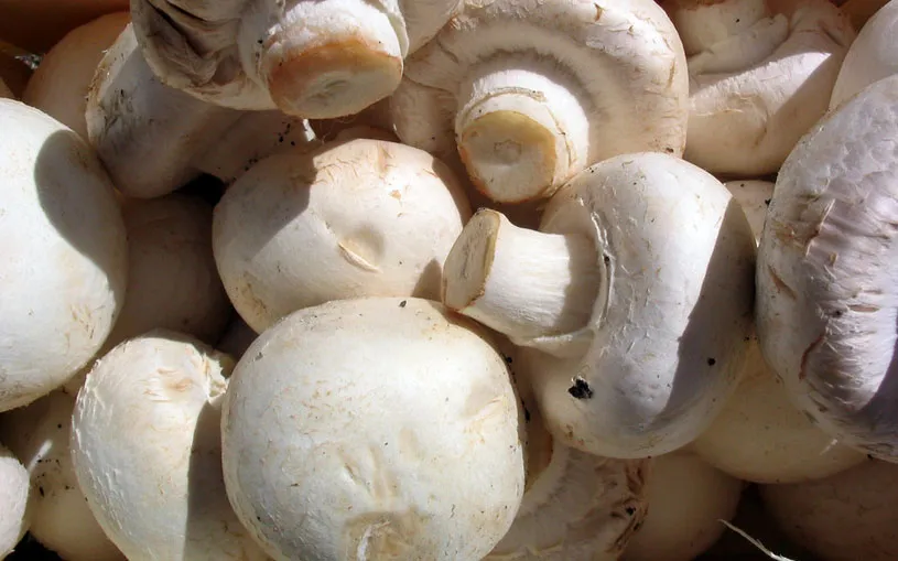uakutr4318di2psrik8g3c6r4 champignons