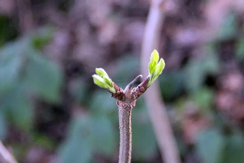 uitlopers en knoppen in een te zachte winter