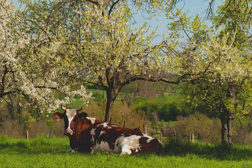 uitnodiging guus4015