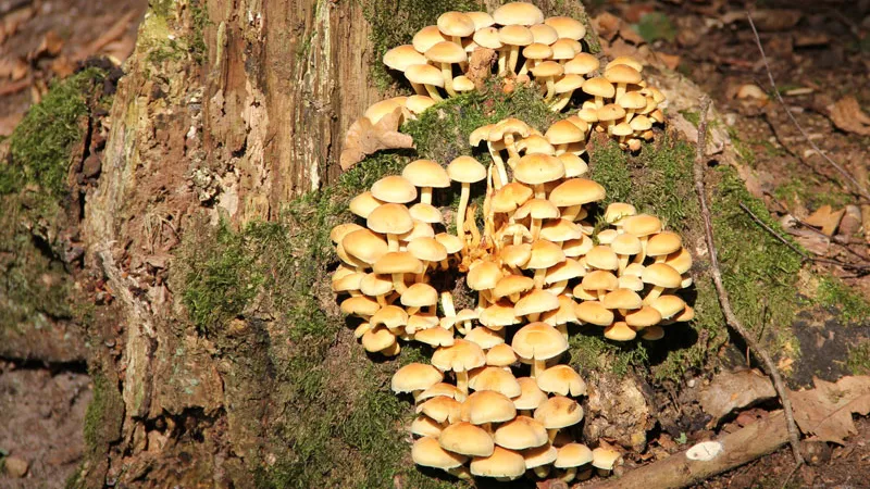 ulxxvq0nx2r62thk4dulxmqv8 paddenstoelen 16 9 2