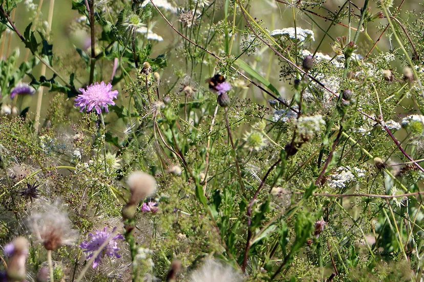 ursulinentuin overwoekerd fijn voor insecten