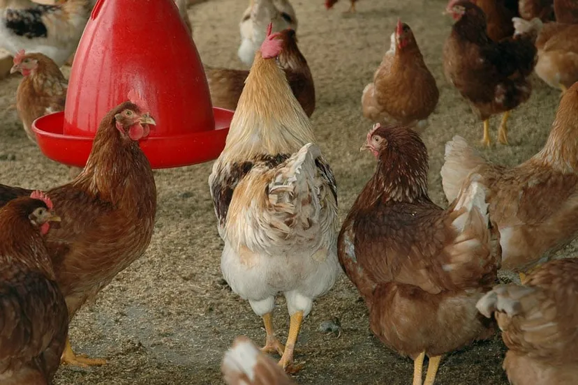 v1lon6ao5qfxqd58pcli2jfx4 kippen chicken coop 2457451920