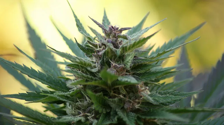 v49h62oebb6ggcp9x4cg2l3z1 hennep 16 9