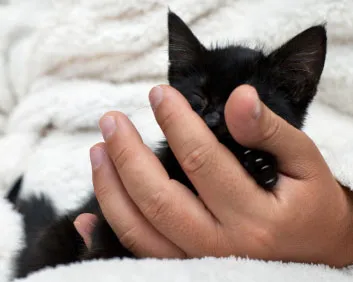 v4ge3ucsyx1211r1bugtnl7gn 102827