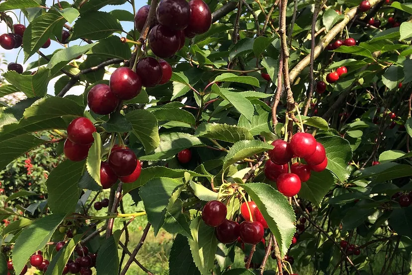 vakantiebaantje kersenplukken