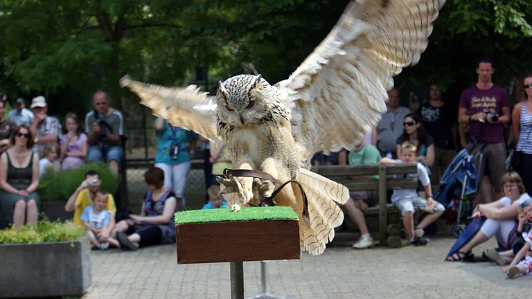 valkenier oehoe 16 9