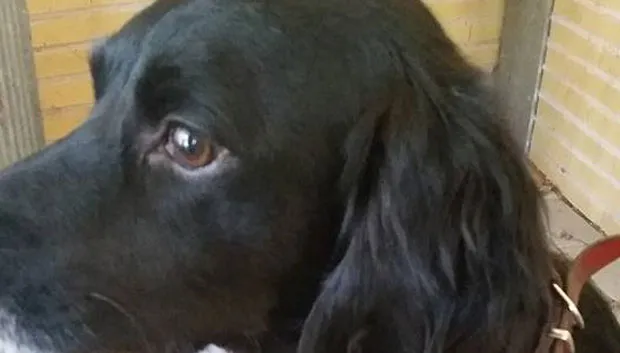 van wie is deze hond 10 januari 2015 1