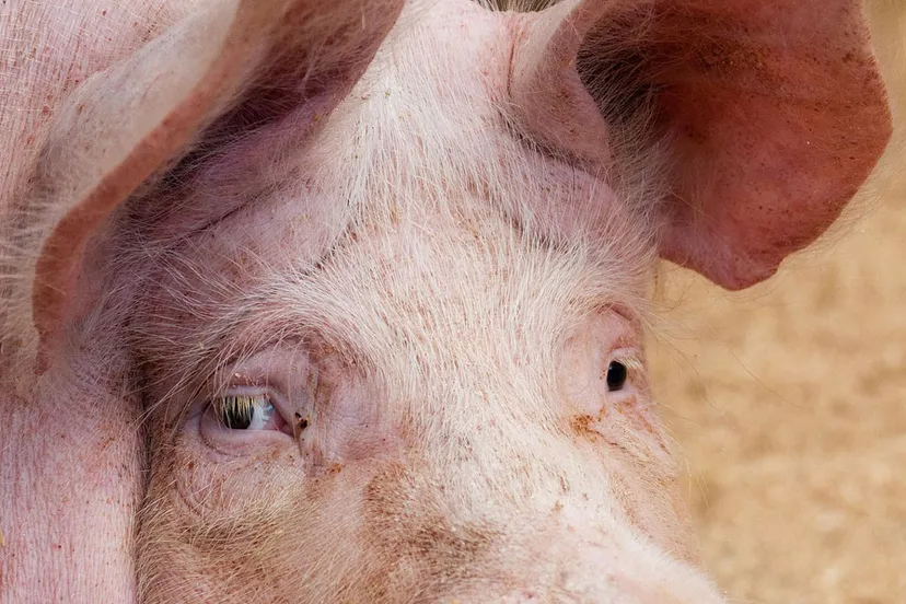 varken kop cc0 pixabay