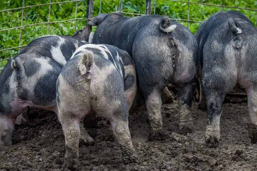 varkenskonten cc0 via pexels