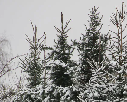 vcqj32g9doqazfxkxya7yteni 196560