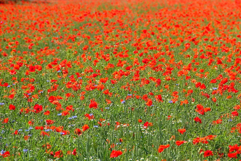 veld met klaprozen en andere bloemen