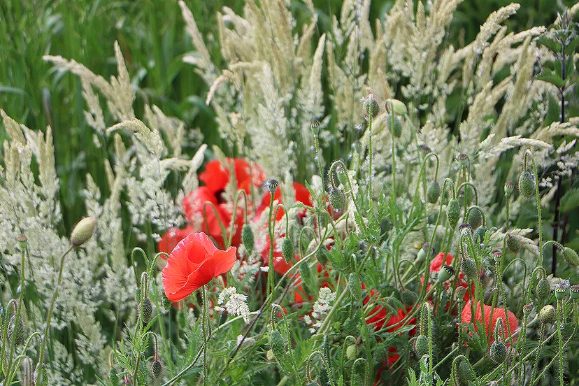 veldboeket langs de maas in grevenbicht
