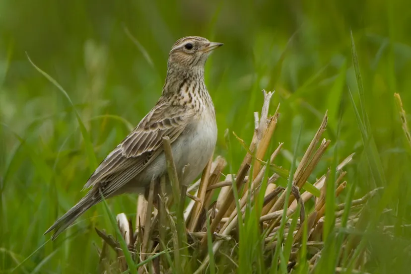 veldleeuwerik dsc 9751 patrickpalmen