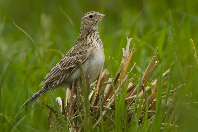 veldleeuwerik dsc 9751 patrickpalmen
