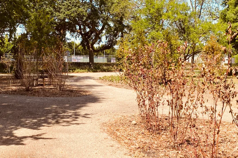 verdorde nieuwe aanplant in stadspark